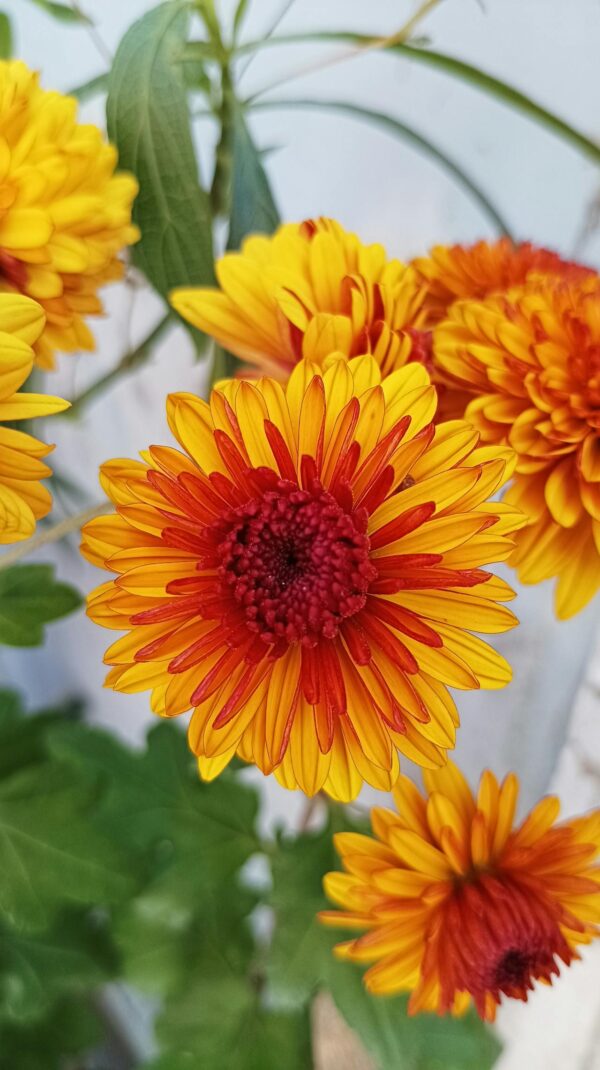 Gamme GERBERA